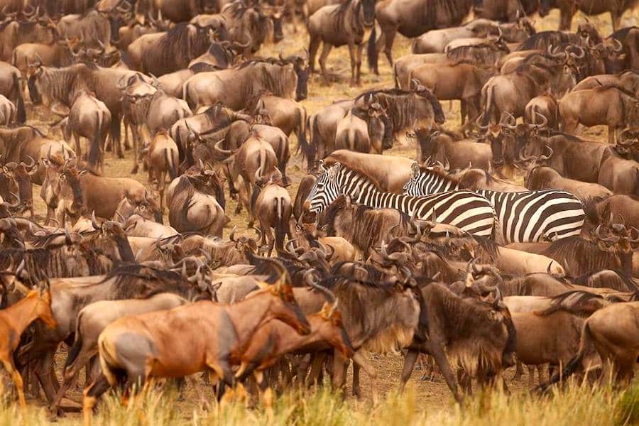 Great migration, Maasai Mara