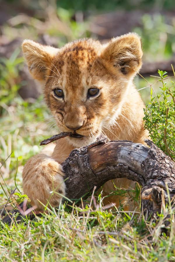 Lion cub, Kenya