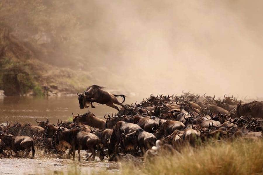 Wildebeest great migration river crossing