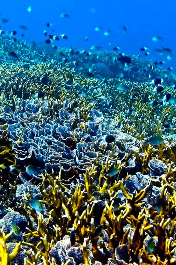 Coral reef, Mafia
