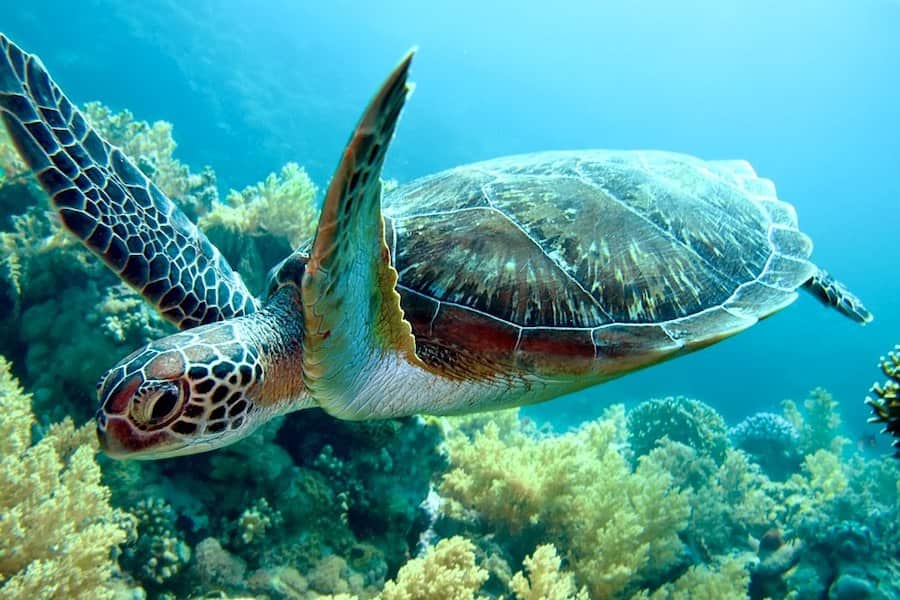 Turtle swimming, Mafia Island