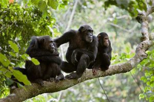 Chimpanzees in three, Mahale