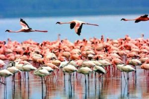 Flamingo, Lake Manyara