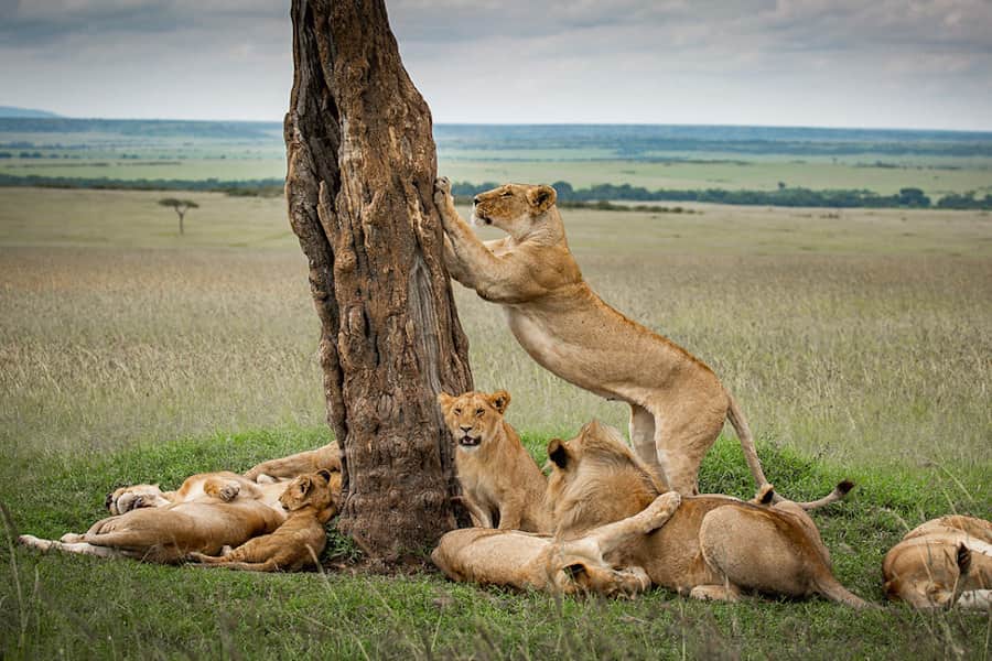 Lion pride, Maasai Mara