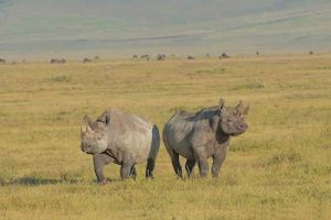 Rhinos, Ngorongoro Crater