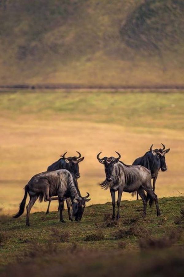 Wildebeest on rim of Ngorongoro Crater
