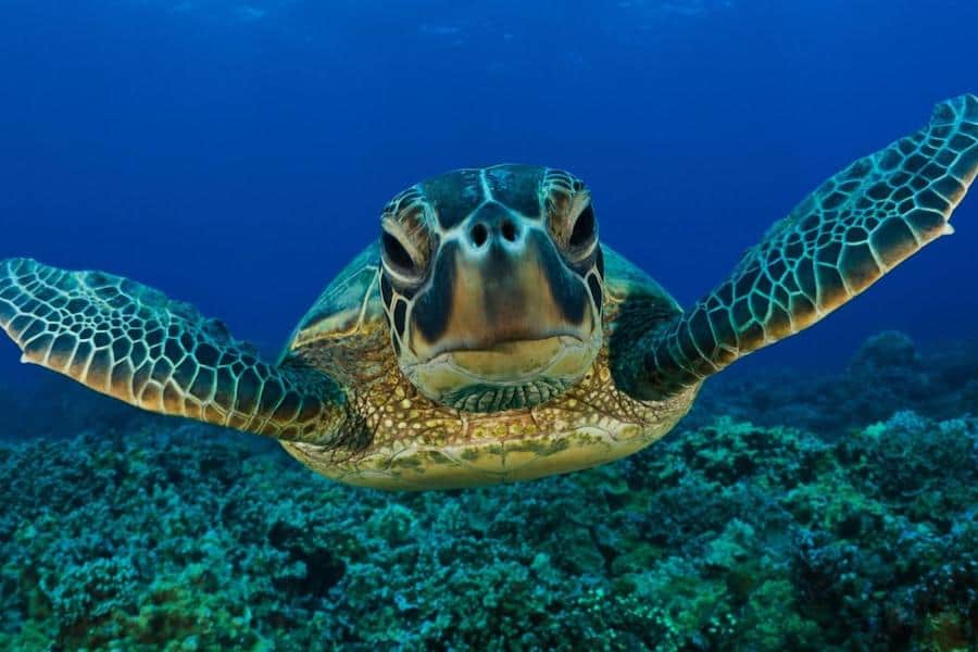 Turtle, Pangani