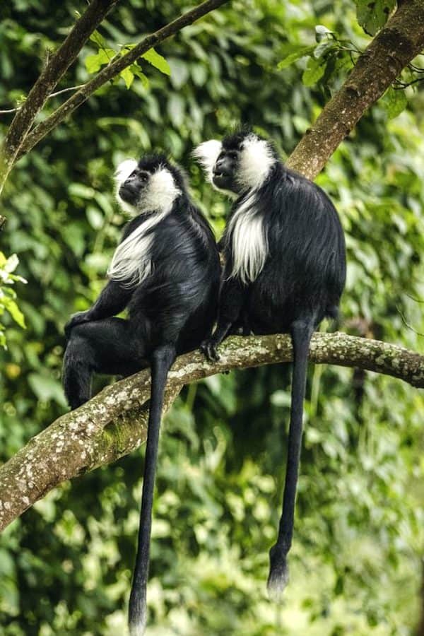 Colobus monkeys, Rwanda
