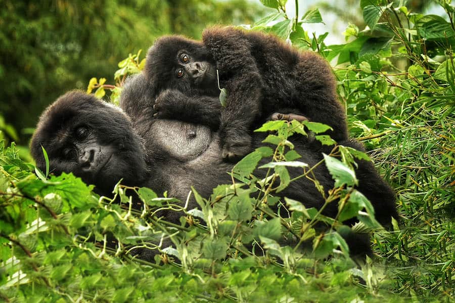 Gorilla mother and baby resting, Rwanda
