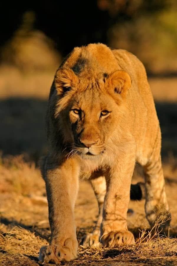 Stalking lion