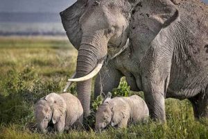 Elephant mother and calves