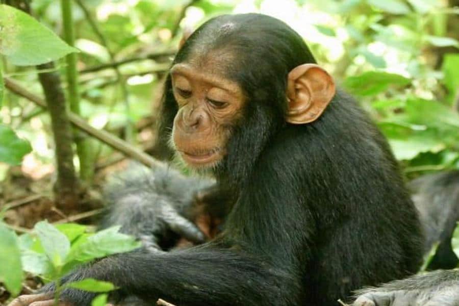 Young chimpanzee, Uganda