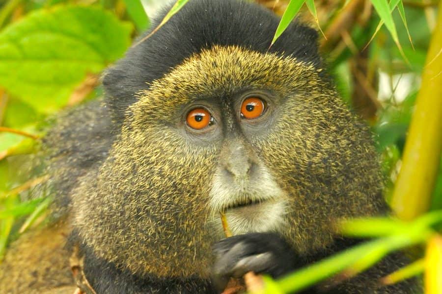 Golden monkey, Uganda