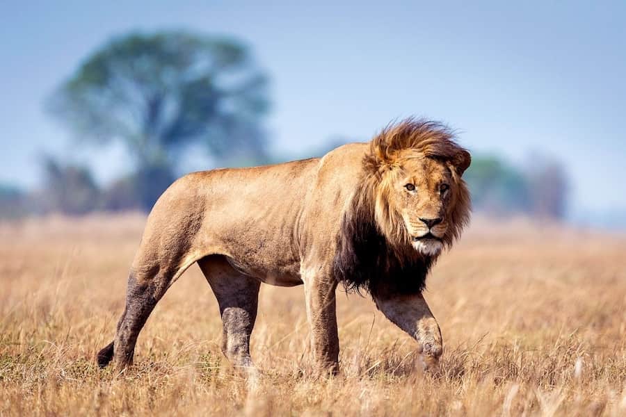 Lion in Queen Elizabeth National Park, Uganda