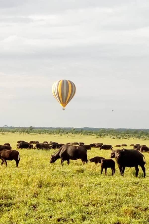 Hot air balloon safari and buffalo