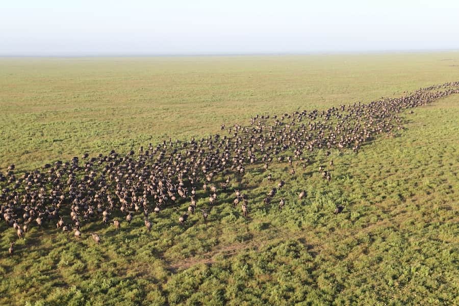 Great migration on the Serengeti from hot air balloon