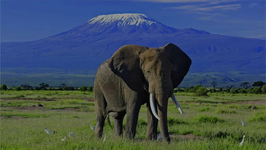 Elephant photobombs Mt Kilimanjaro