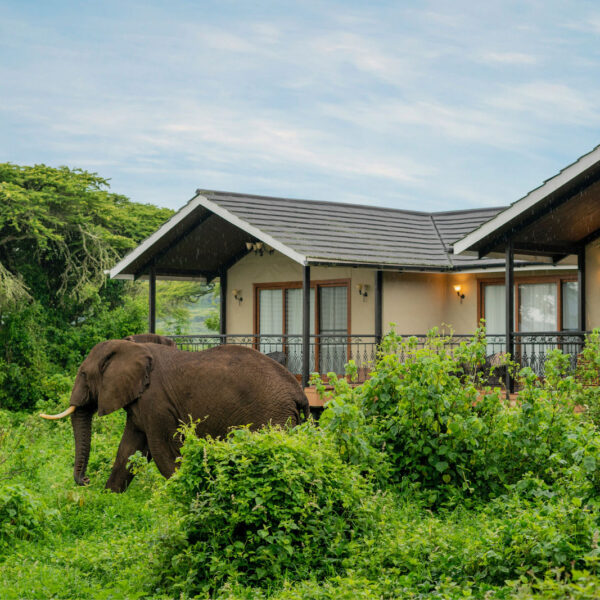 Elephant passing by Lions Paw Camp – unique wildlife view at this accommodation in Ngorongoro