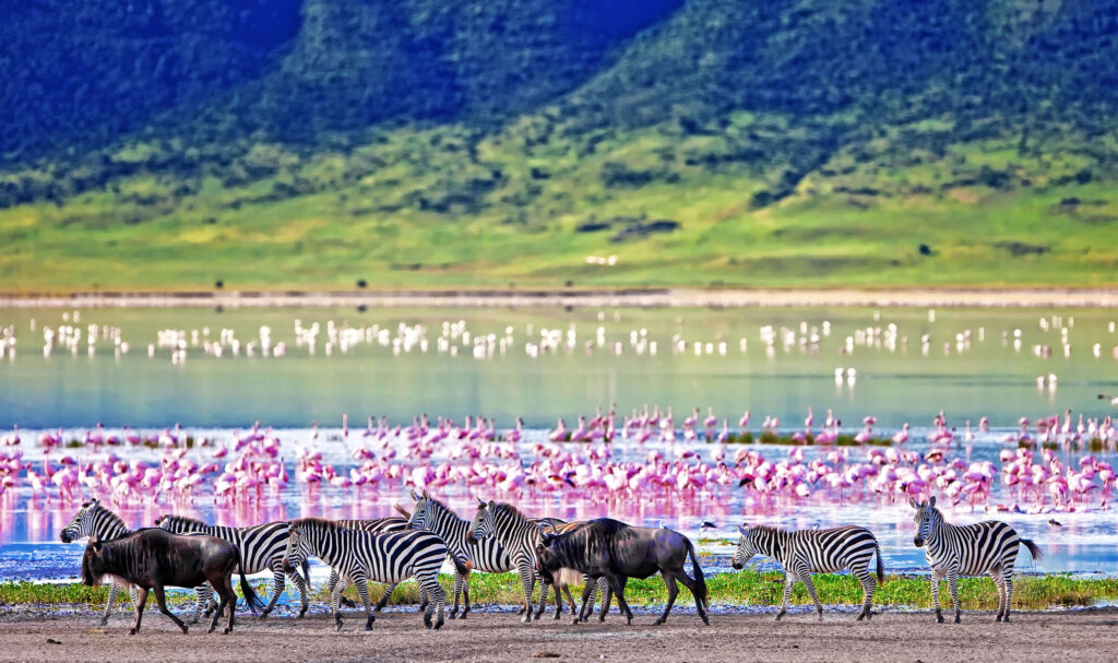 Zebras and wildebeest graze in Ngorongoro Crater, with flamingos adding a splash of color to the lake, showcasing the rich wildlife of this iconic Tanzanian landscape.