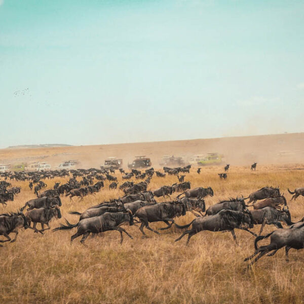 Thousands of wildebeest crossing the Serengeti during the Great Migration safari.