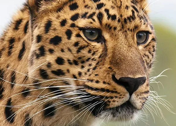 A cheetah attentively watching its surroundings in the golden grasslands of Serengeti National Park, Tanzania