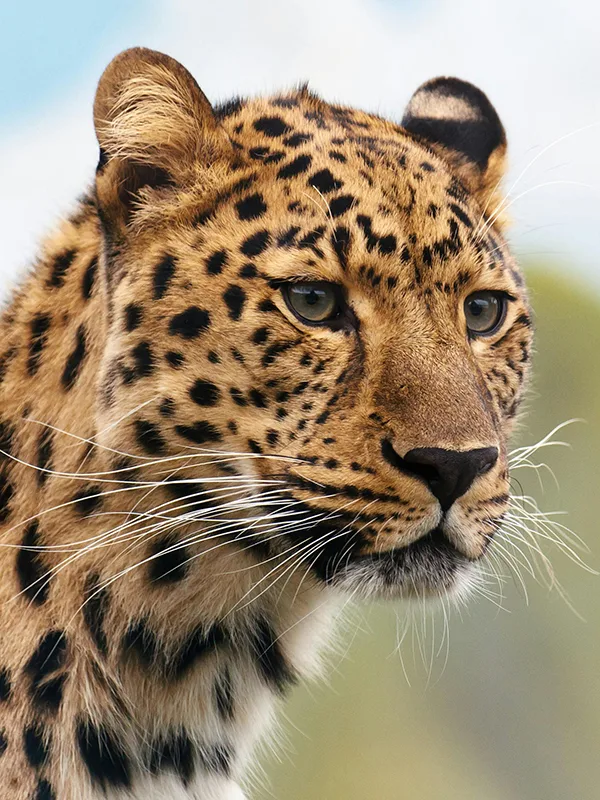 A cheetah attentively watching its surroundings in the golden grasslands of Serengeti National Park, Tanzania