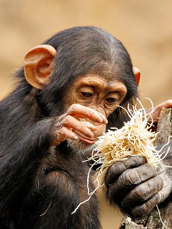 A young chimpanzee taking food from its mother’s hands in the lush rainforest of Mahale Mountains National Park, Tanzania