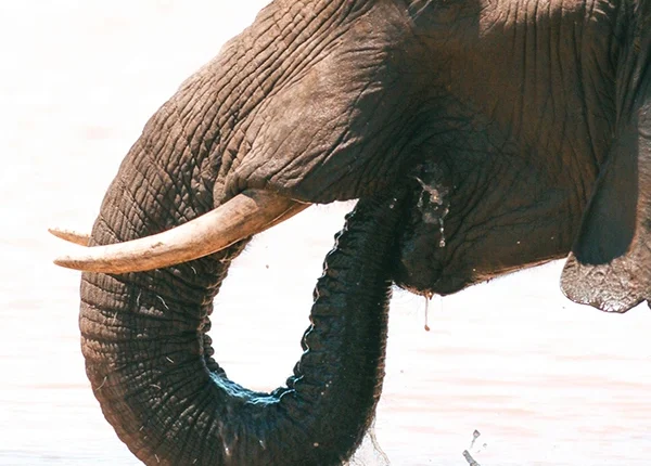 Elephant drinking water at the edge of Lake Manyara, surrounded by lush greenery