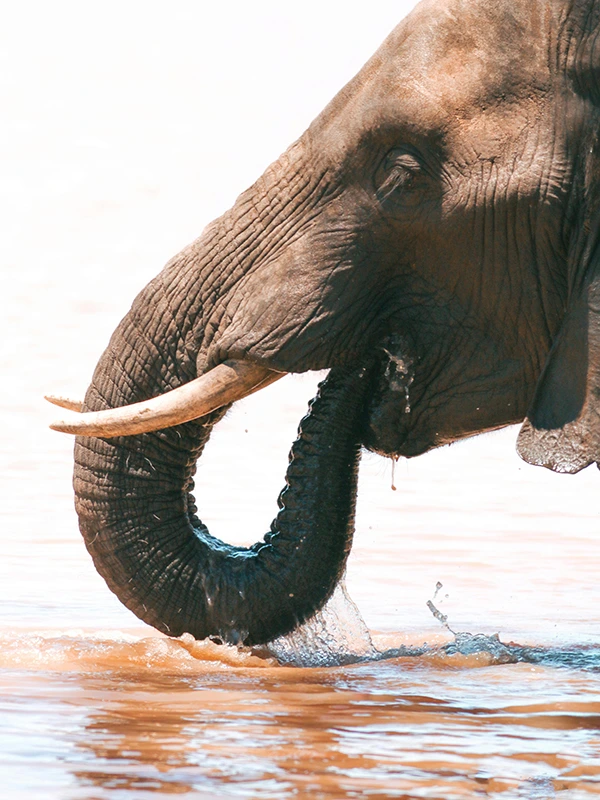 Elephant drinking water at the edge of Lake Manyara, surrounded by lush greenery