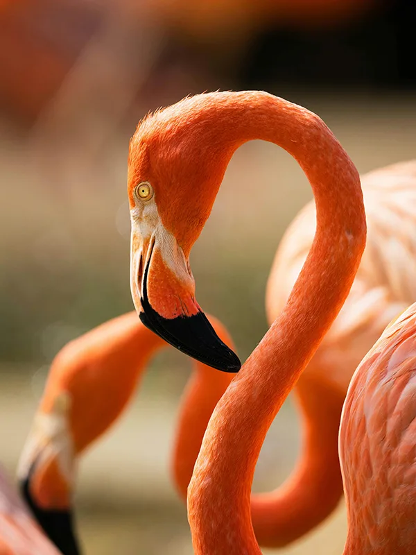 A flock of vibrant pink flamingos wading and feeding in the waters of Lake Nakuru, Kenya