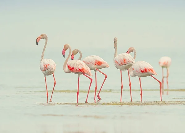 A flock of pink flamingos standing gracefully at Momella Lakes, Arusha