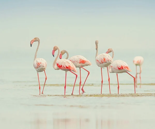 A flock of pink flamingos standing gracefully at Momella Lakes, Arusha