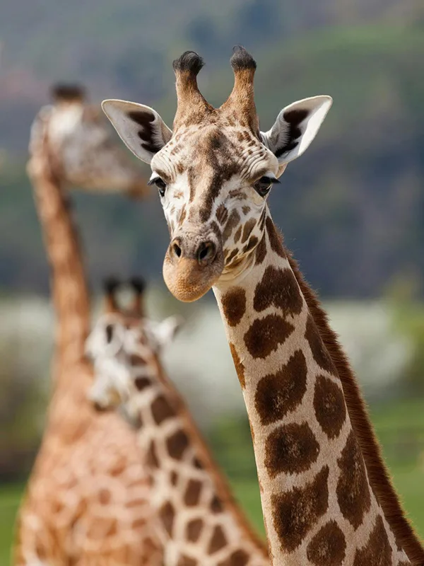 A giraffe gracefully grazing among the acacia trees in Mkomazi National Park, Tanzania