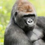 A mountain gorilla observed during a trekking expedition in Volcanoes National Park, Rwanda