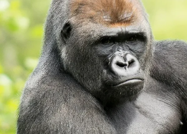 A mountain gorilla observed during a trekking expedition in Volcanoes National Park, Rwanda