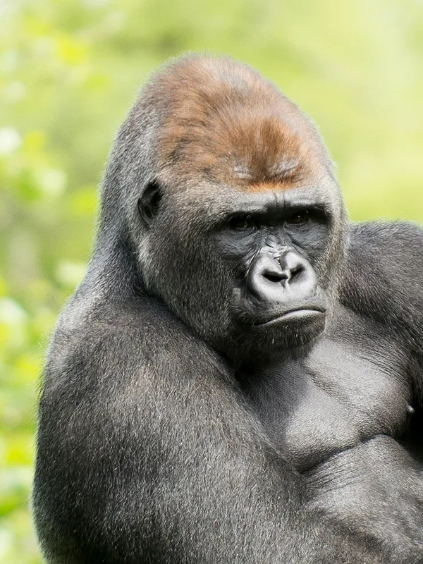 A mountain gorilla observed during a trekking expedition in Volcanoes National Park, Rwanda