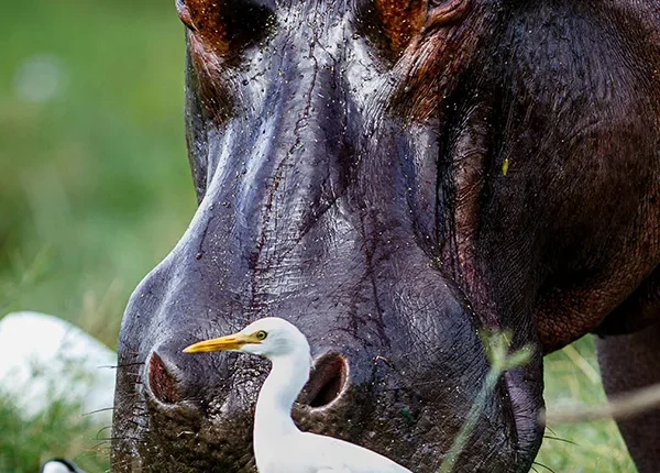A wet hippopotamus standing near the water in Mikumi National Park, Tanzania