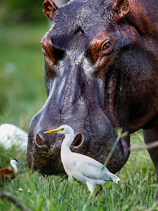 A wet hippopotamus standing near the water in Mikumi National Park, Tanzania