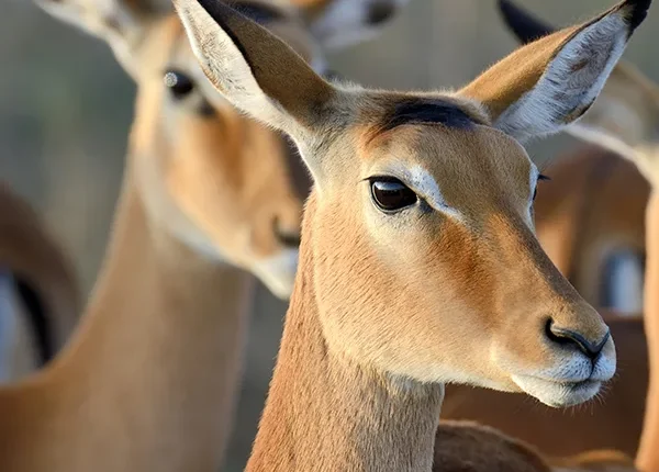 A herd of impalas grazing peacefully in the grasslands of Mikumi National Park, Tanzania