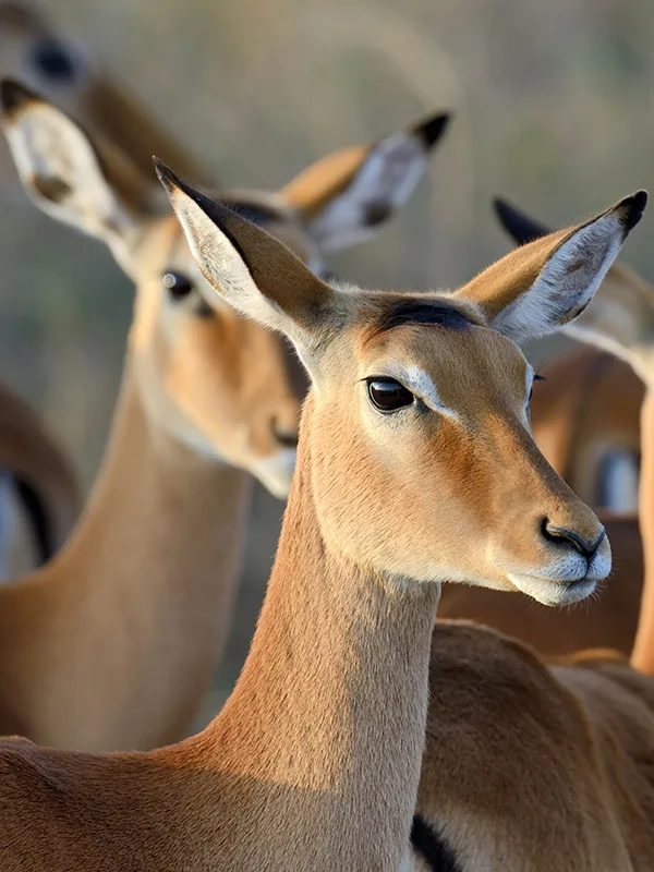 A herd of impalas grazing peacefully in the grasslands of Mikumi National Park, Tanzania