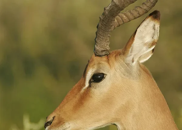 A graceful impala standing on the open plains of Mikumi National Park, Tanzania