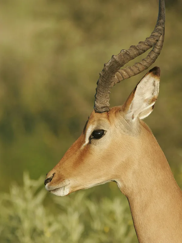 A graceful impala standing on the open plains of Mikumi National Park, Tanzania