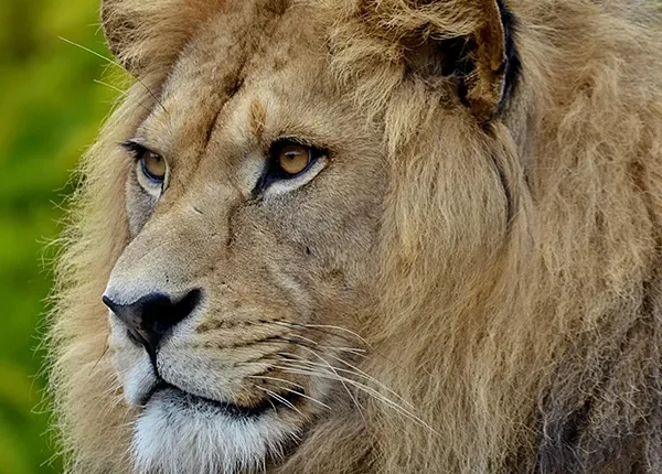 A lion resting on the savannah in Lake Manyara National Park, Tanzania