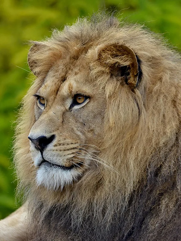 A lion resting on the savannah in Lake Manyara National Park, Tanzania
