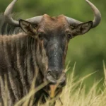 A wildebeest standing alert, observing the migration across the Serengeti plains, Tanzania