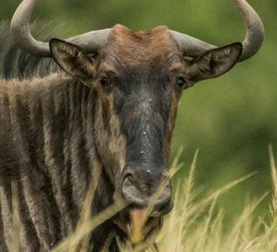 A wildebeest standing alert, observing the migration across the Serengeti plains, Tanzania