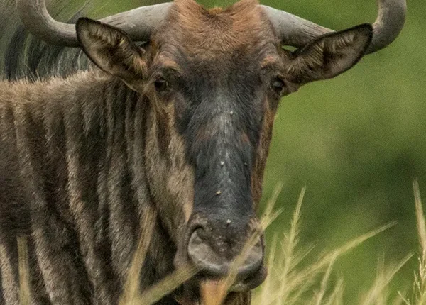A wildebeest standing alert, observing the migration across the Serengeti plains, Tanzania