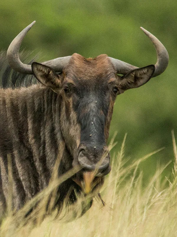 A wildebeest standing alert, observing the migration across the Serengeti plains, Tanzania
