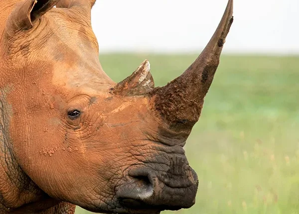 A rhinoceros standing alert and watching its surroundings in the wilds of Tanzania