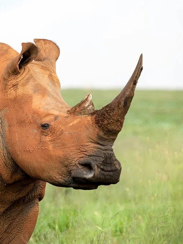 A rhinoceros standing alert and watching its surroundings in the wilds of Tanzania